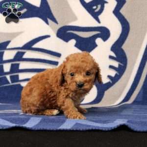 Josh, Toy Poodle Puppy